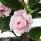 Mini Artificial Camellia Small Potted Plant with Vase – Faux Flower Desk & Home Office Tabletop Decor for Indoor Styling